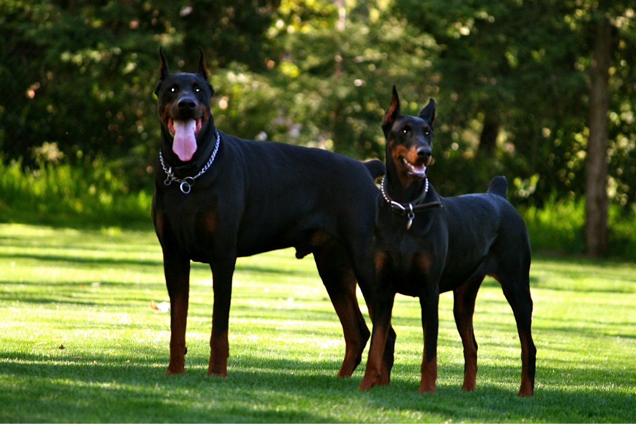 doberman puppies breeders west coast doberman european doberman pinscher breeder doberman puppies breeders west coast doberman european doberman pinscher breeder